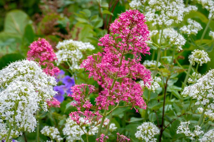 Red Valerian (Centranthus ruber) #fallperennials #decorhomeideas