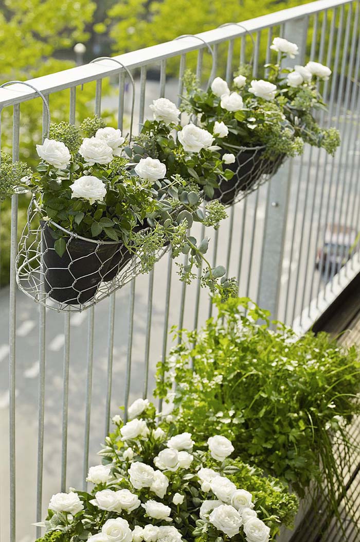 Rose Garden #balconygarden #decorhomeideas