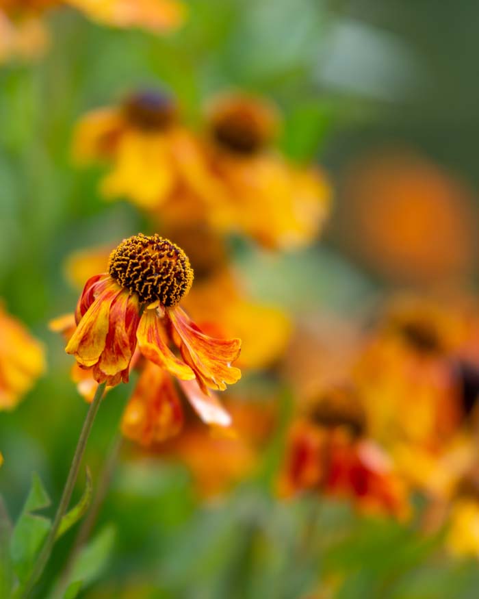 Sneezeweed (Helenium autumnale) #fallperennials #decorhomeideas