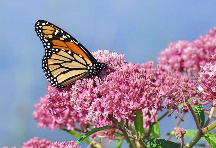 Swamp Milkweed #plantsthatattractdragonflies #decorhomeideas