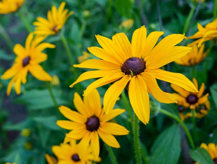 Sweet Coneflower #plantsthatattractdragonflies #decorhomeideas