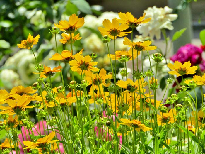 Tickseed (Coreopsis sp) #fallperennials #decorhomeideas