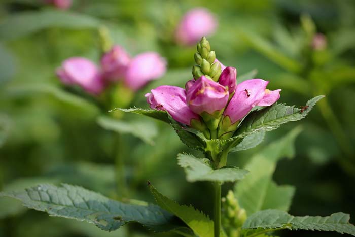 Turtle Heads (Chelone sp.) #fallperennials #decorhomeideas