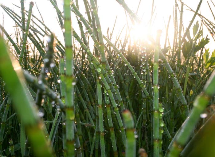 Water Horsetail #plantsthatattractdragonflies #decorhomeideas