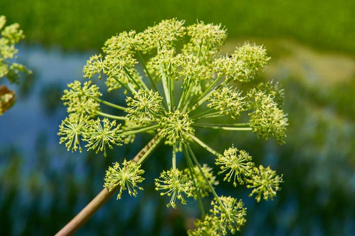 Wild Celery #plantsthatattractdragonflies #decorhomeideas