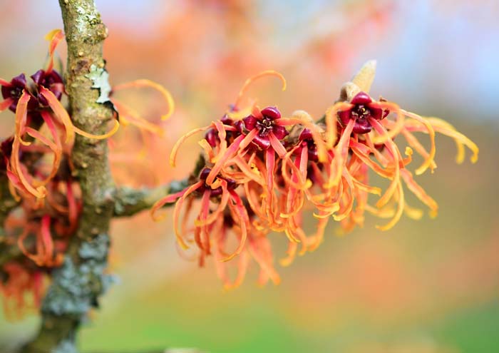 Witch Hazel (Hamamelis virginiana) #fallperennials #decorhomeideas