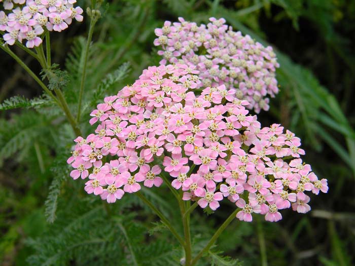 Yarrow #plantsthatattractdragonflies #decorhomeideas