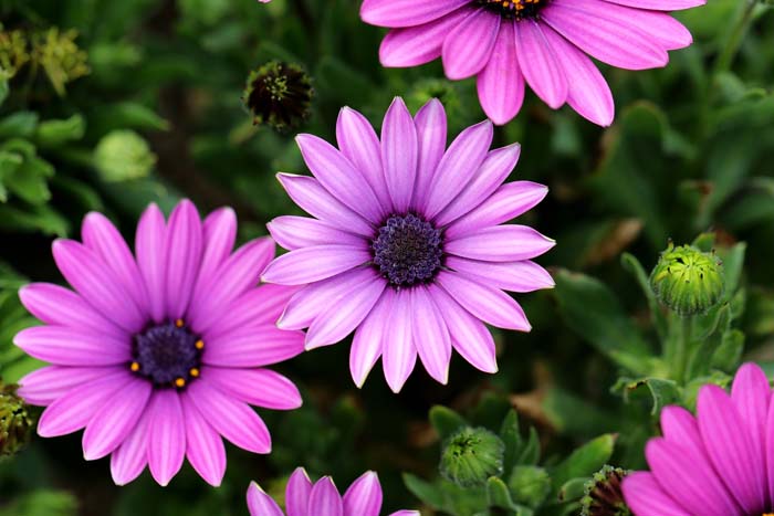 1. African Daisy (Gerbera) #droughttolerantplants #decorhomeideas