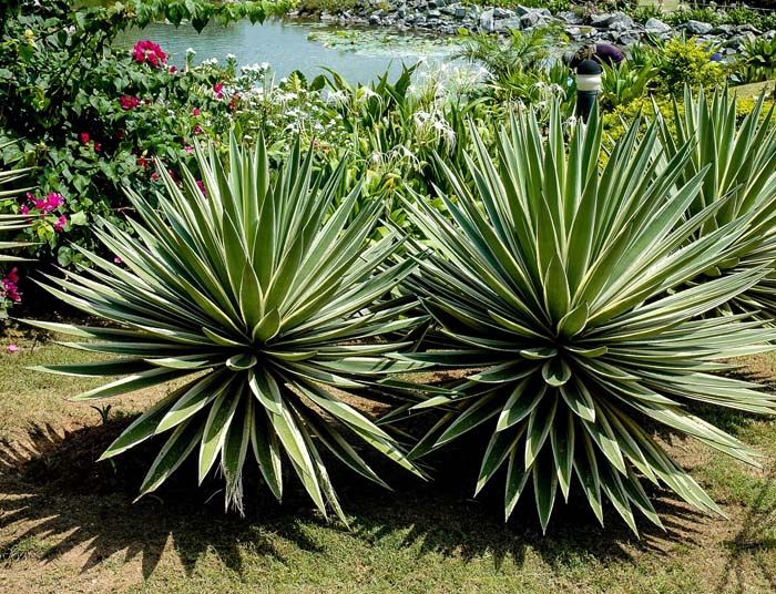 2. Agave #droughttolerantplants #decorhomeideas