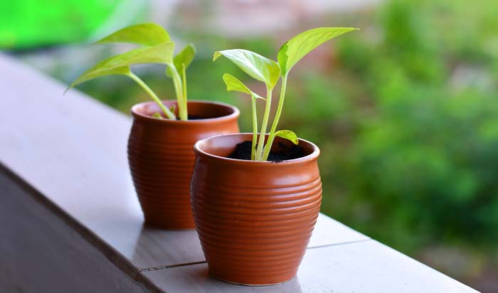 1. Arugula #fallvegetables #decorhomeideas