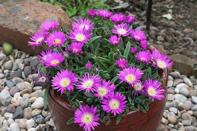 1. Aster #fallflowersforpots #decorhomeideas