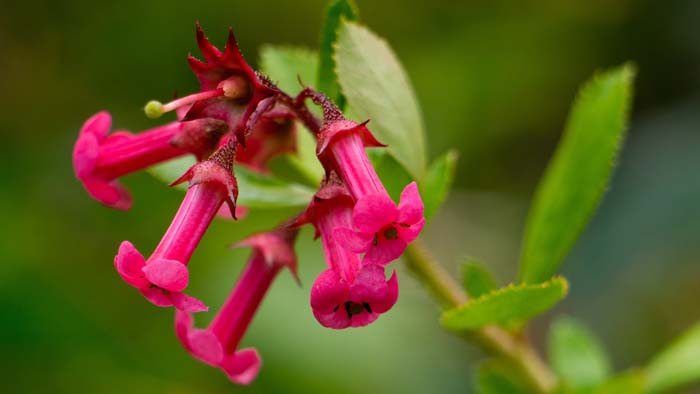 3. Beardtongues (Penstemon) #droughttolerantplants #decorhomeideas