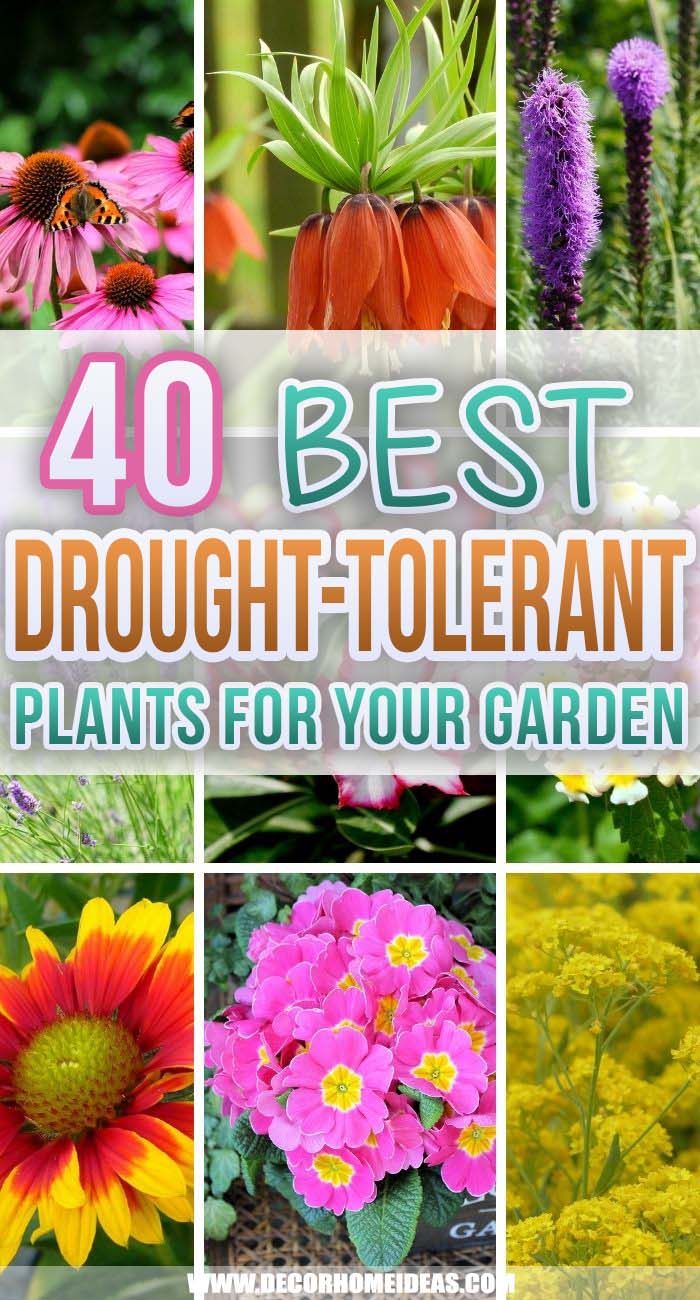 Best Drought Tolerant Plants. Looking for drought-tolerant plants for your backyard garden or arid landscape? Look no further because you might find what you’re looking for on this roundup! #decorhomeideas