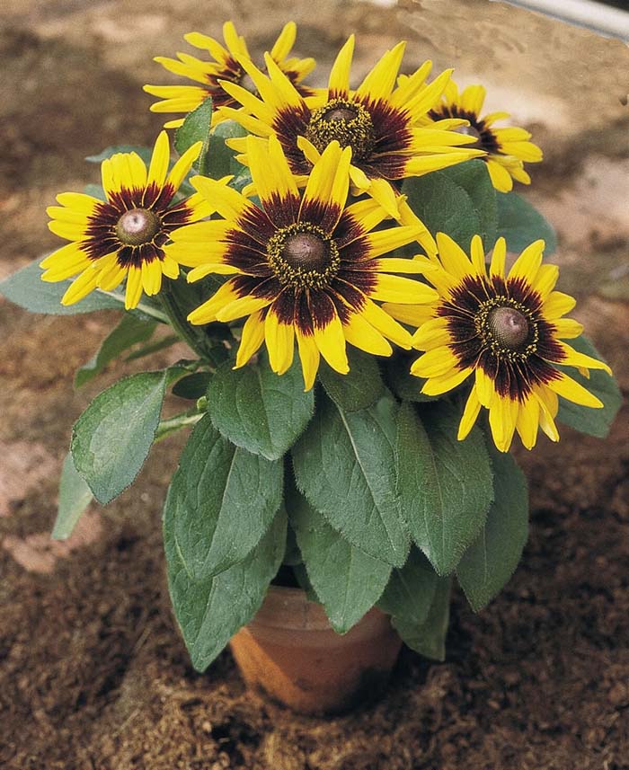 2. Black-Eyed Susan #fallflowersforpots #decorhomeideas