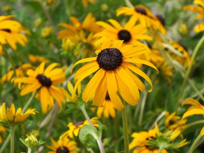 4. Black-eyed Susans #droughttolerantplants #decorhomeideas