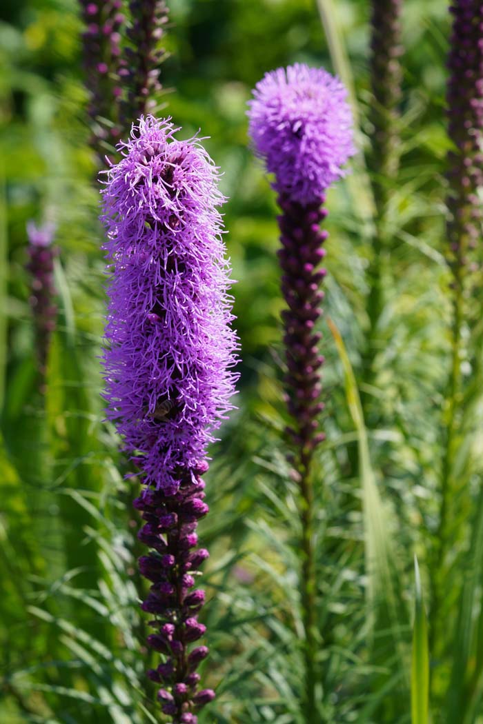 5. Blazing Stars (Ajuga) #droughttolerantplants #decorhomeideas