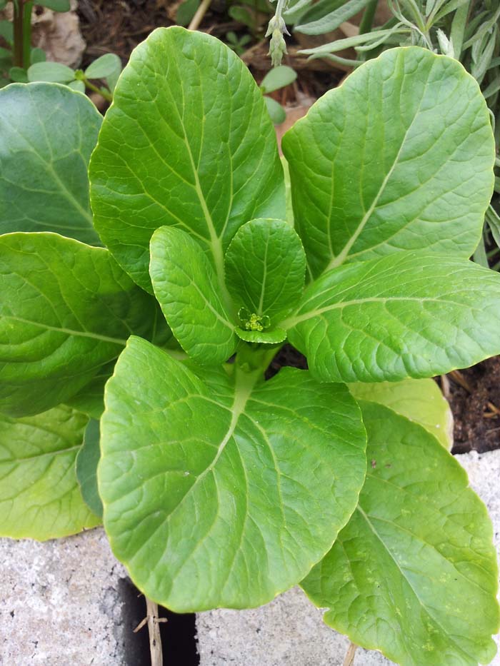 4. Bok Choi #fallvegetables #decorhomeideas