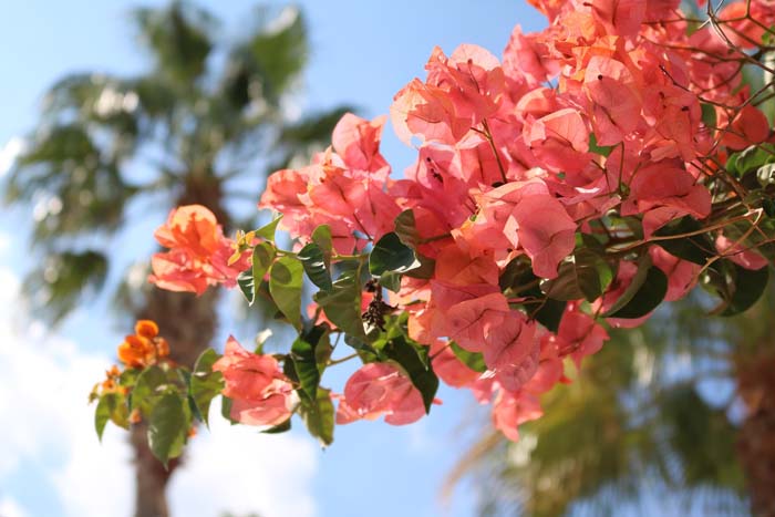 6. Bougainvillea #droughttolerantplants #decorhomeideas