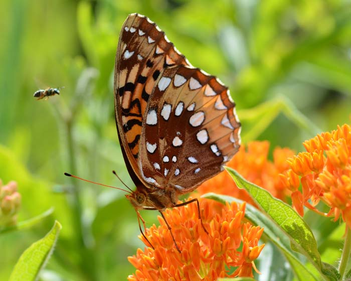 8. Butterfly Weed (Asclepias Tuberosa) #droughttolerantplants #decorhomeideas