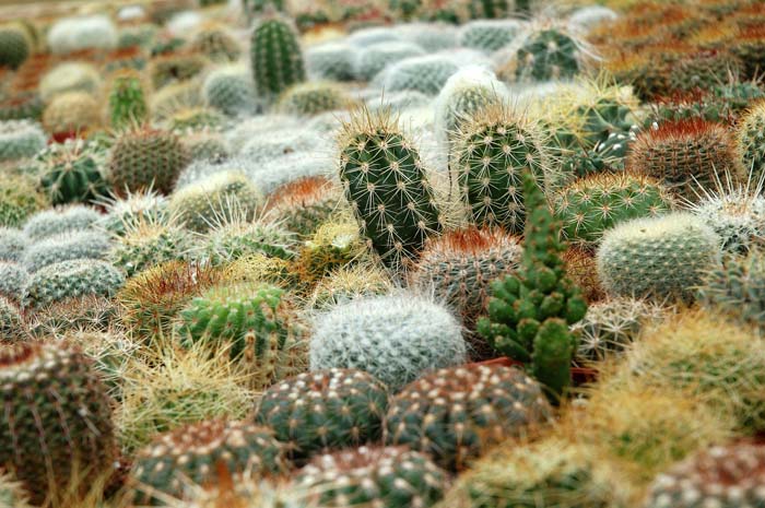 9. Cactus Plants #droughttolerantplants #decorhomeideas