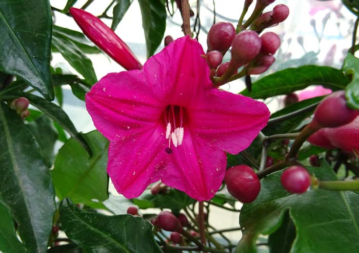 10. Cardinal Climbers #droughttolerantplants #decorhomeideas