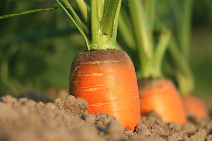 5. Carrot #fallvegetables #decorhomeideas