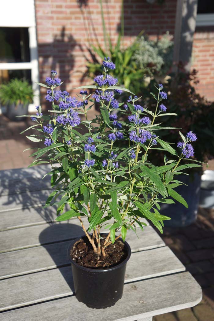 3. Caryopteris #fallflowersforpots #decorhomeideas