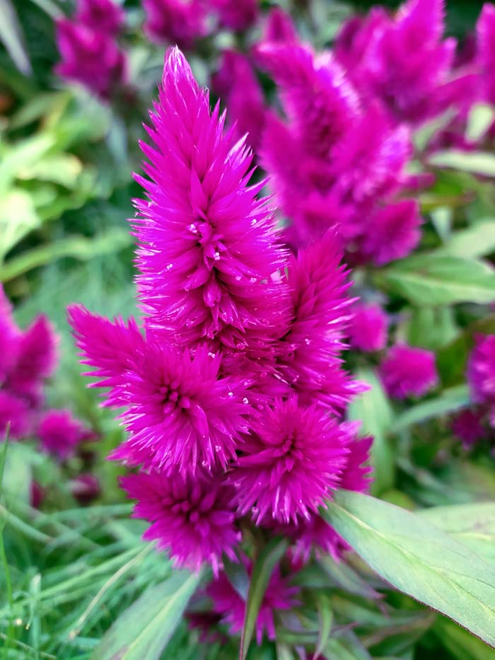 4. Celosia #fallflowersforpots #decorhomeideas