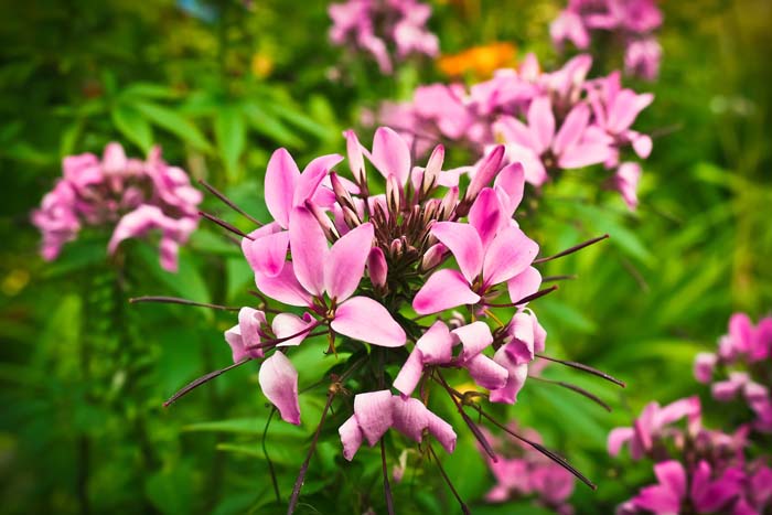 11. Cleome #droughttolerantplants #decorhomeideas