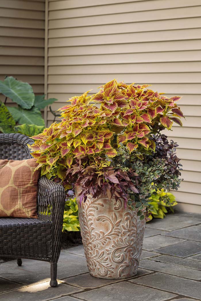 5. Coleus #fallflowersforpots #decorhomeideas