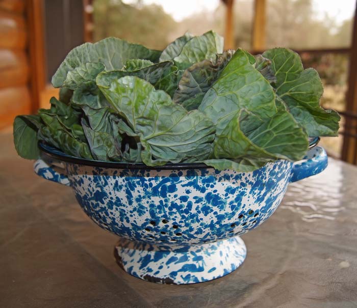 6. Collard Greens #fallvegetables #decorhomeideas