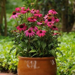 22 Most Beautiful Fall Flowers For Pots And Containers To Fill The ...