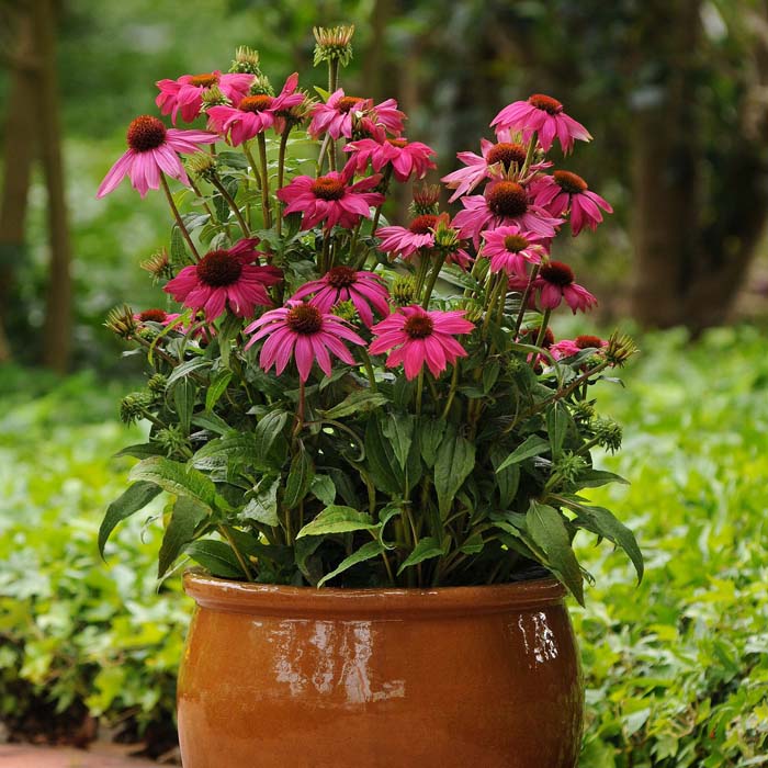 6. Coneflower #fallflowersforpots #decorhomeideas