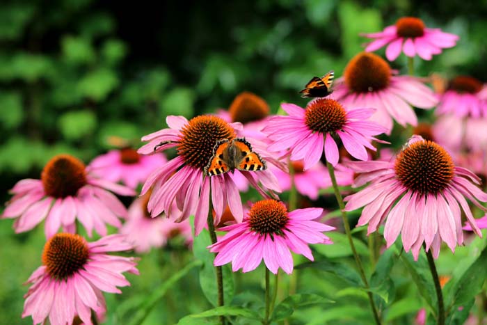 12. Coneflowers (Echinacea) #droughttolerantplants #decorhomeideas