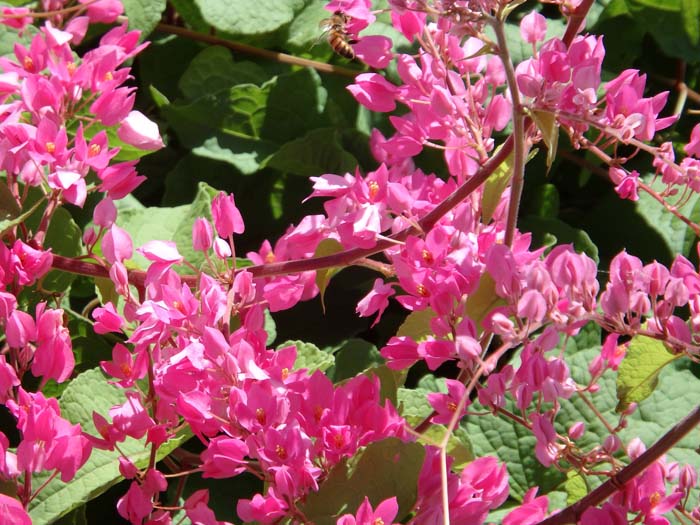 13. Coral Vine (Mexican Creeper) #droughttolerantplants #decorhomeideas