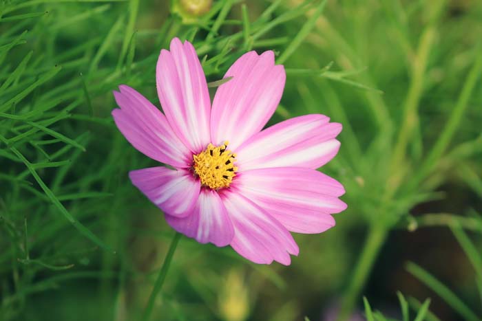 14. Cosmos Plants #droughttolerantplants #decorhomeideas