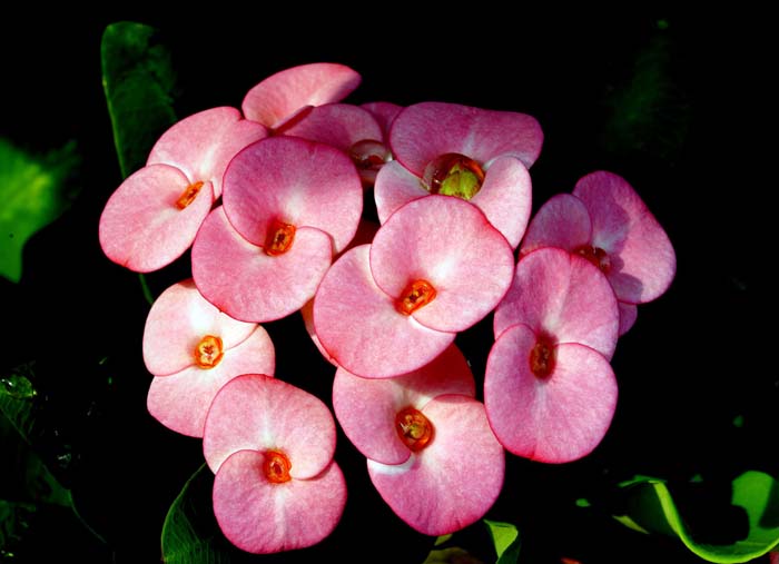 15. Crown of Thorns (Euphorbia Milii) #droughttolerantplants #decorhomeideas