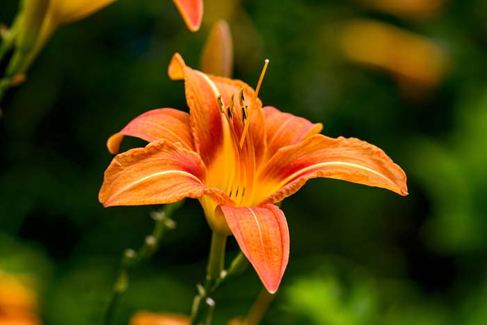 16. Daylily (Hemerocallis) #droughttolerantplants #decorhomeideas