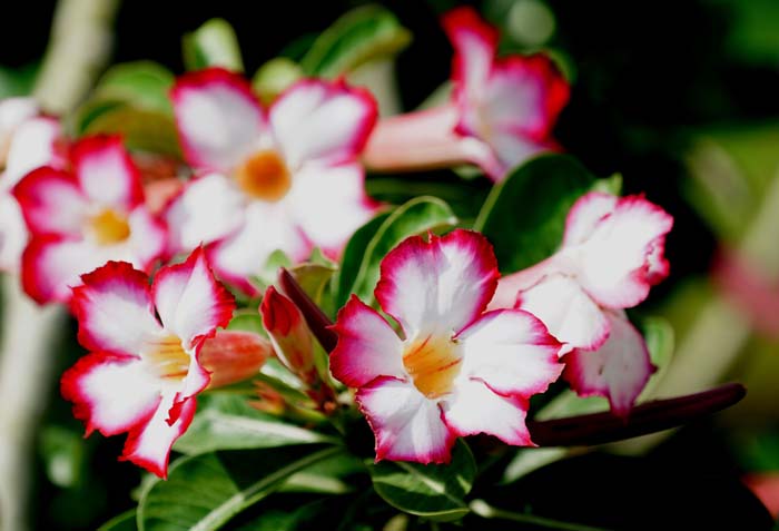 17. Desert Rose (Adenium Obesum) #droughttolerantplants #decorhomeideas