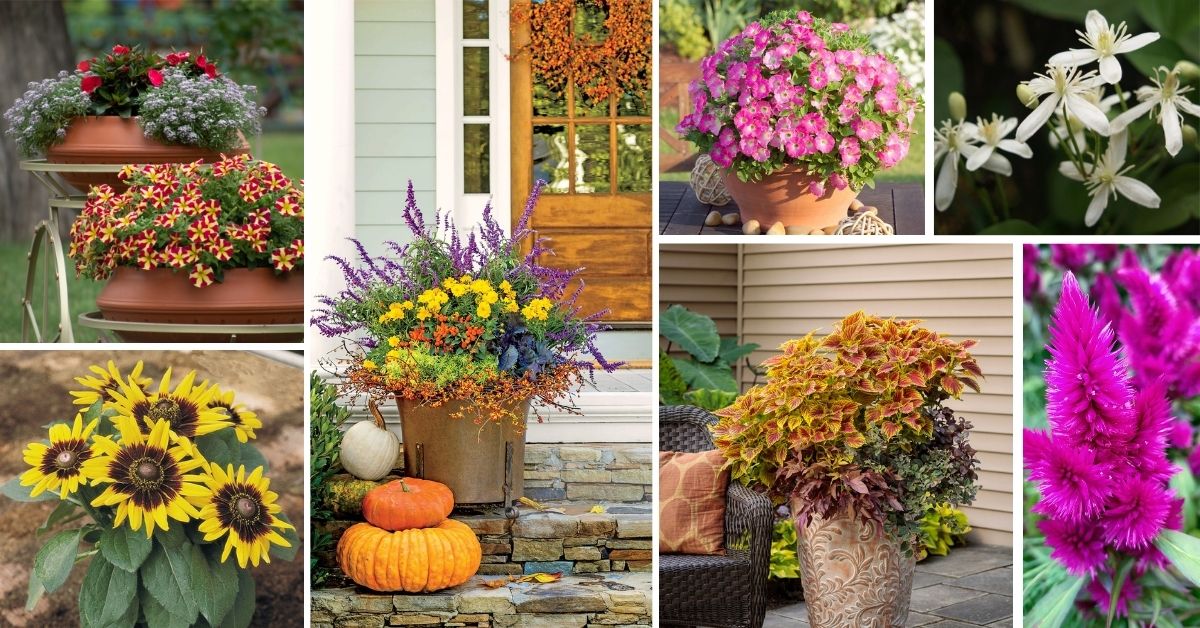 Fall Flowers For Pots