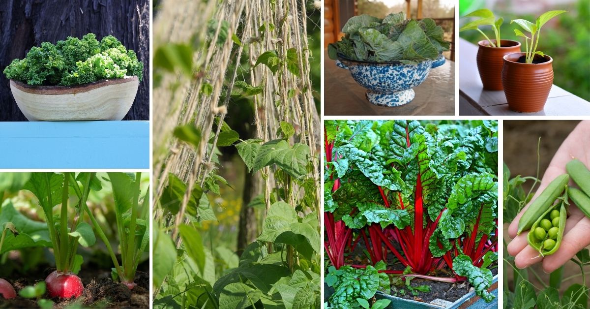 Fast Growing Fall Vegetables