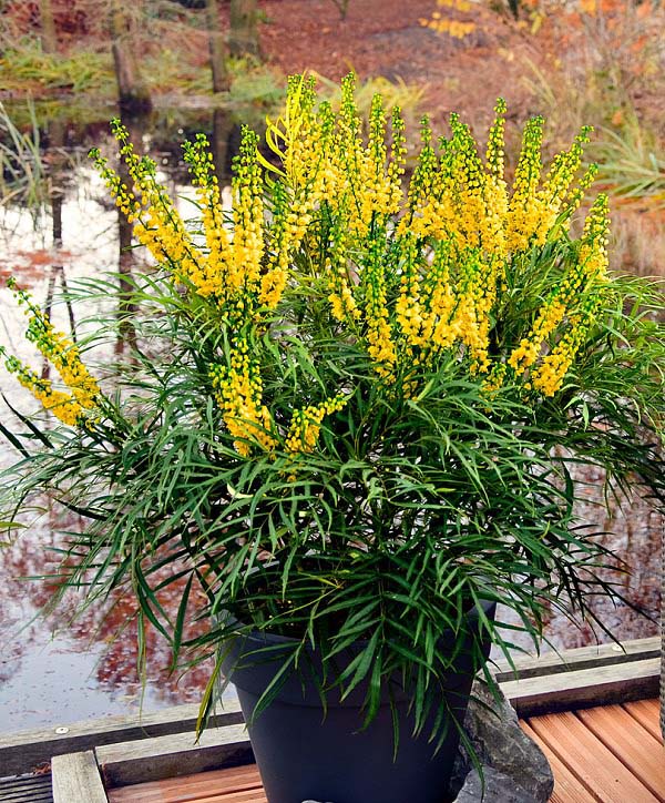 8. Goldenrod #fallflowersforpots #decorhomeideas