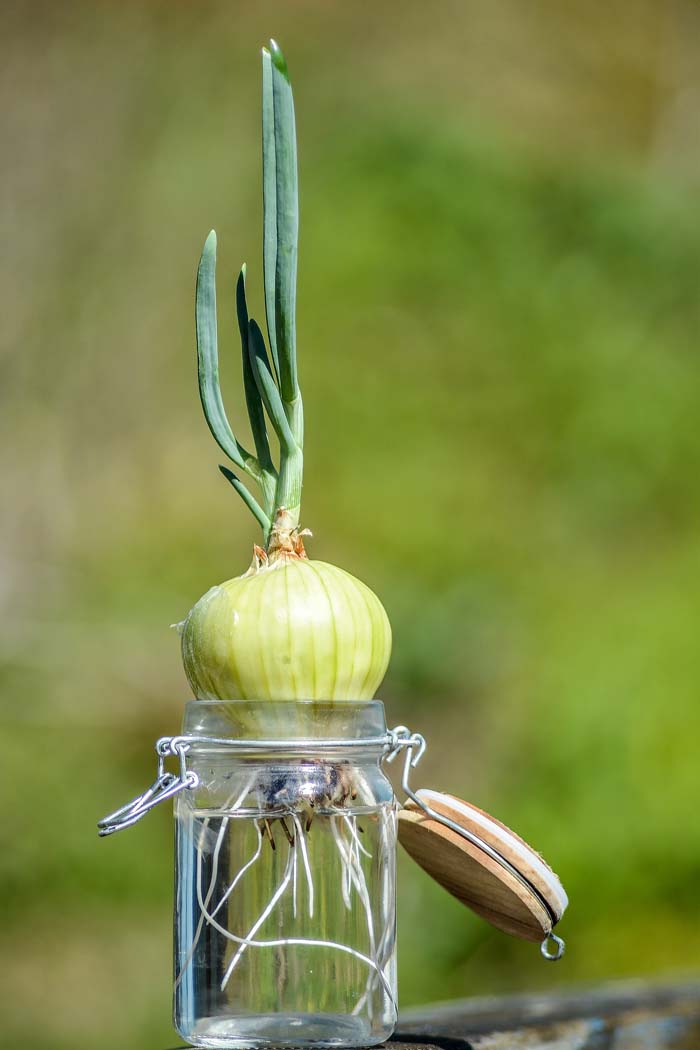 8. Green Onions #fallvegetables #decorhomeideas