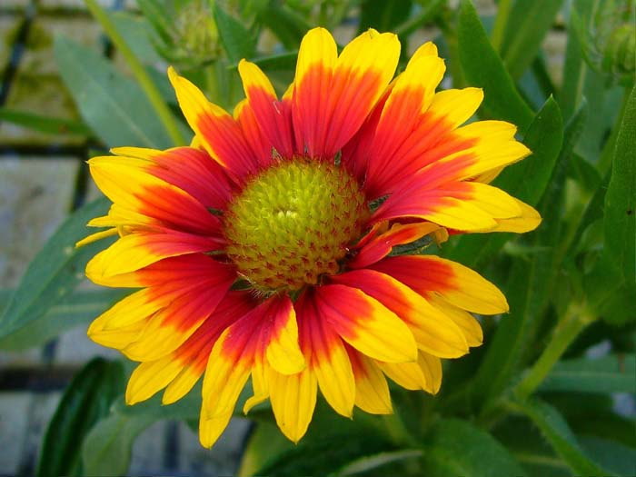 18. Indian Blanket Flowers (Gaillardia) #droughttolerantplants #decorhomeideas