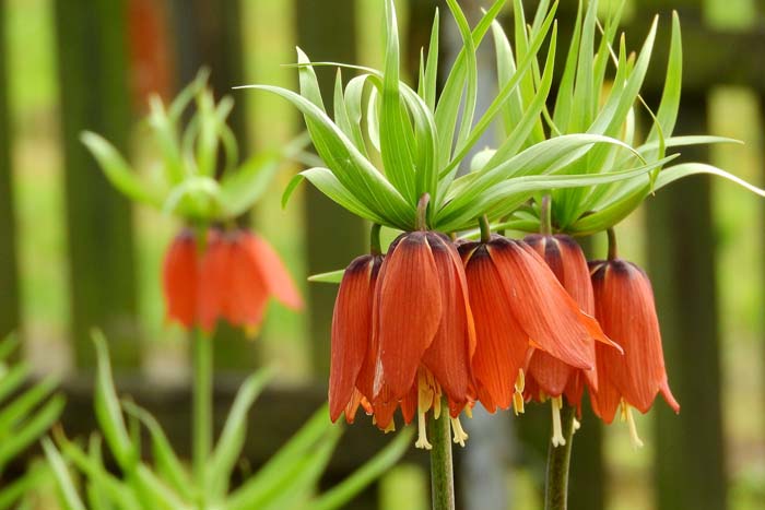 19. Kaiser's Crown (Crown Imperial) #droughttolerantplants #decorhomeideas