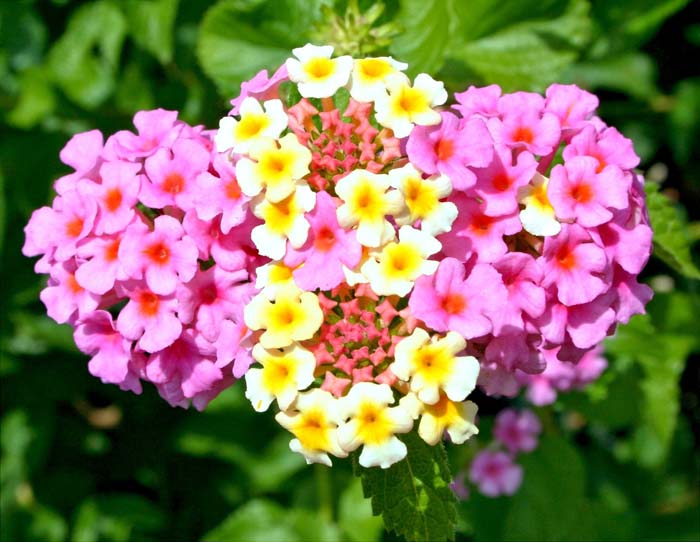 20. Lantana Camara #droughttolerantplants #decorhomeideas