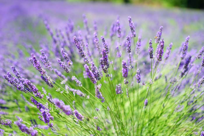 21. Lavender (Lavandula) #droughttolerantplants #decorhomeideas