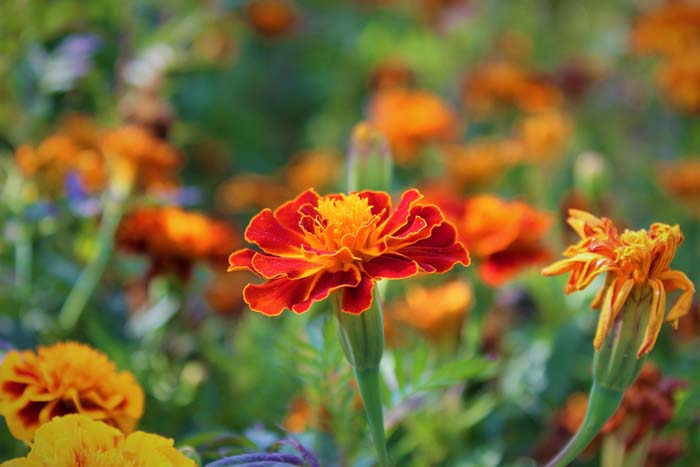 22. Marigold #droughttolerantplants #decorhomeideas