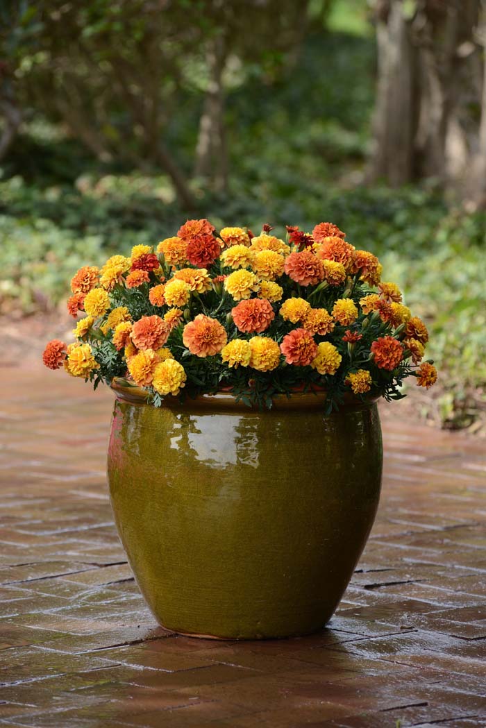 11. Marigold #fallflowersforpots #decorhomeideas