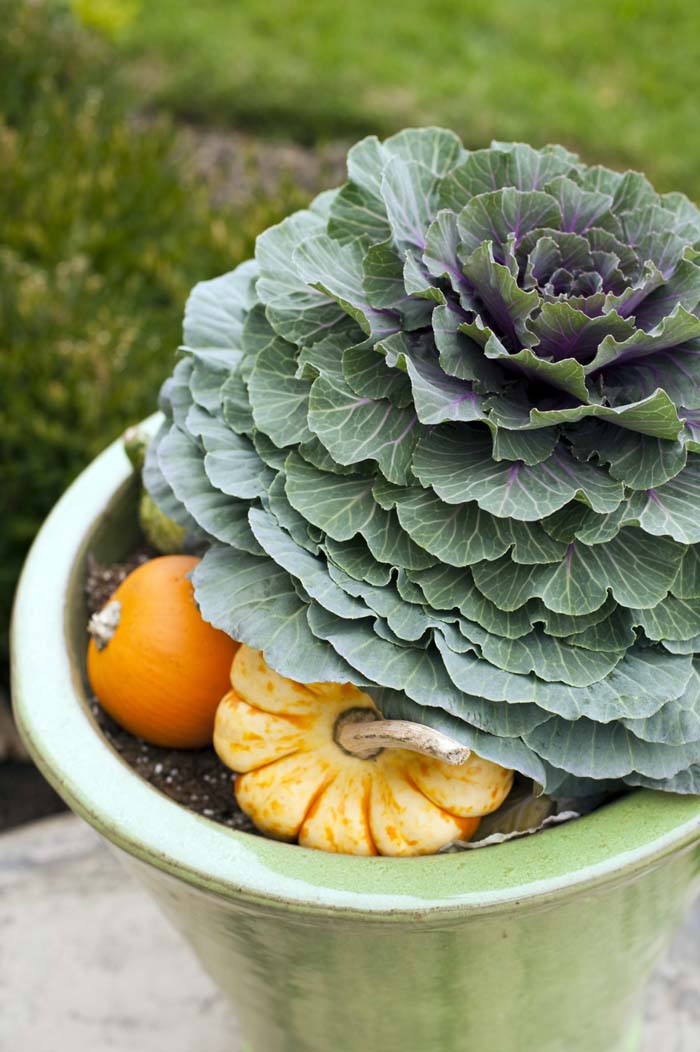 14. Ornamental Cabbage #fallflowersforpots #decorhomeideas